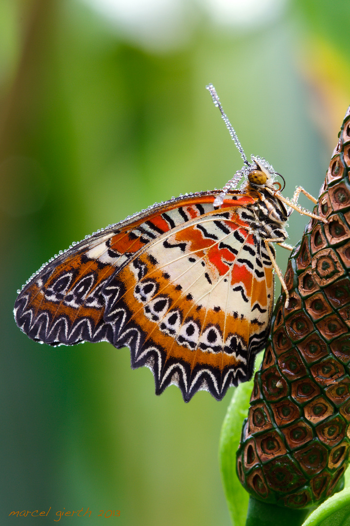 Leoparden-Netzflügler - Cethosia cyane