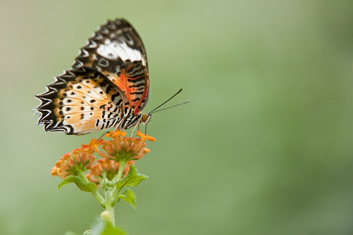 Leoparden Netzflügler (Cethosia cyane)......