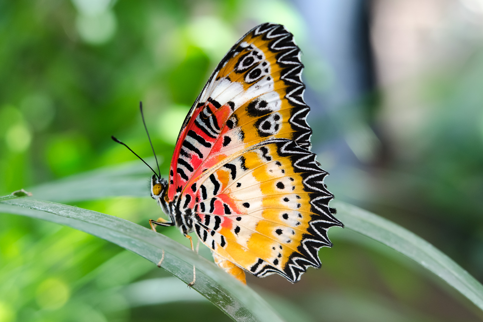 Leoparden Netzflügler (Cethosia cyane)