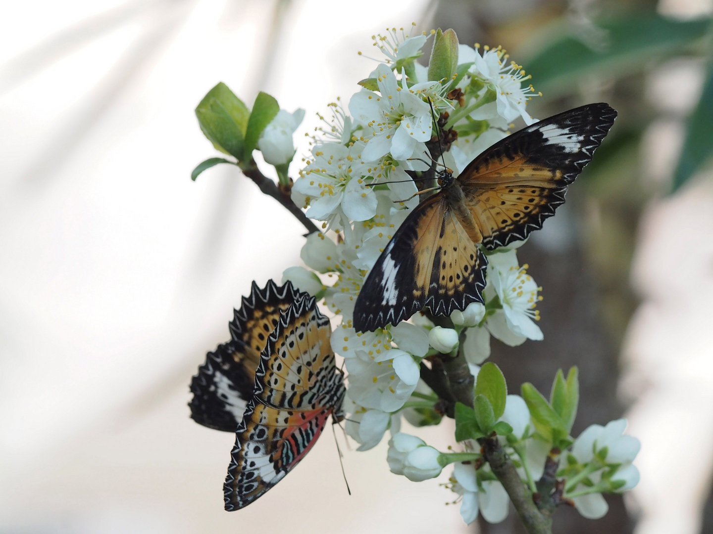 Leoparden Netzflügler (Cethosia cyane) an Kirschblüte