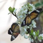 Leoparden Netzflügler (Cethosia cyane) an Kirschblüte