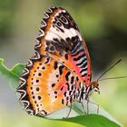 Leoparden Netzflügler [Cethosia cyane, Cethosia hypsea]