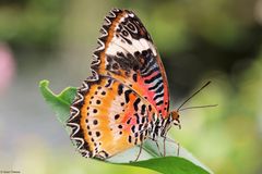 Schmetterling Exoten