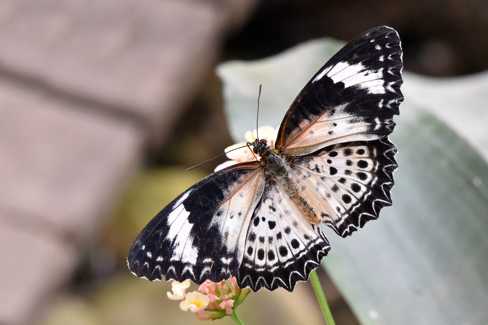 Leoparden-Netzflügler - Cethosia cyane - Weibchen - Oberseite