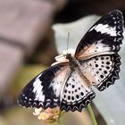 Leoparden-Netzflügler - Cethosia cyane - Weibchen - Oberseite