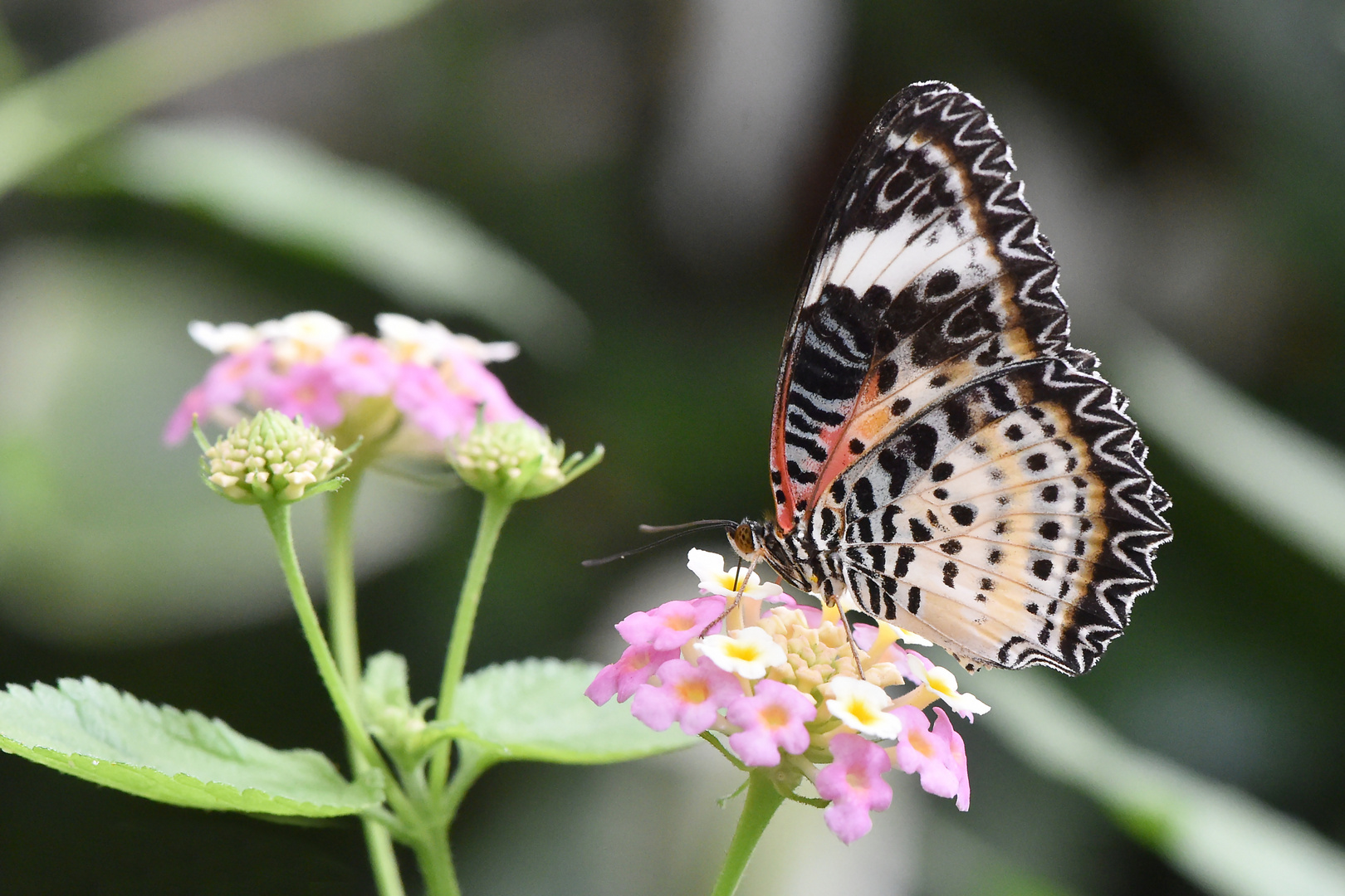 Leoparden-Netzflügler - Cethosia cyane - Weibchen - Unterseite