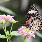 Leoparden-Netzflügler - Cethosia cyane - Weibchen - Unterseite