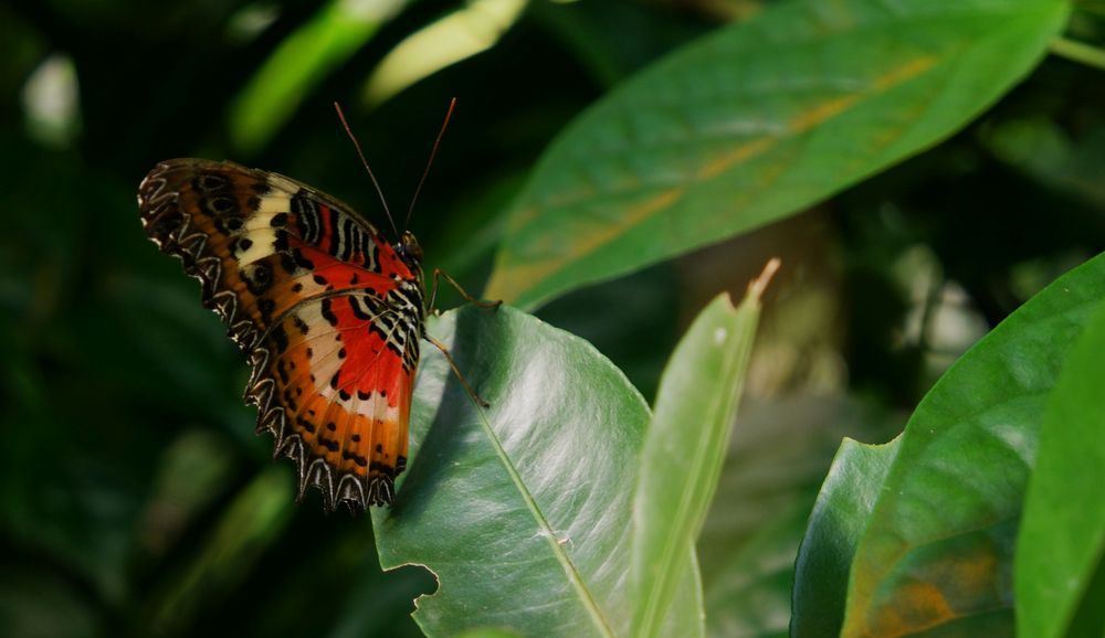 Leoparden Netzflügler