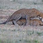 Leoparden - Paarung