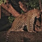 Leoparden Pirsch