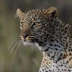 Leoparden Portrait