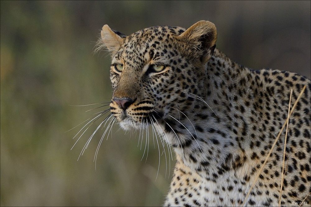 Leoparden Portrait