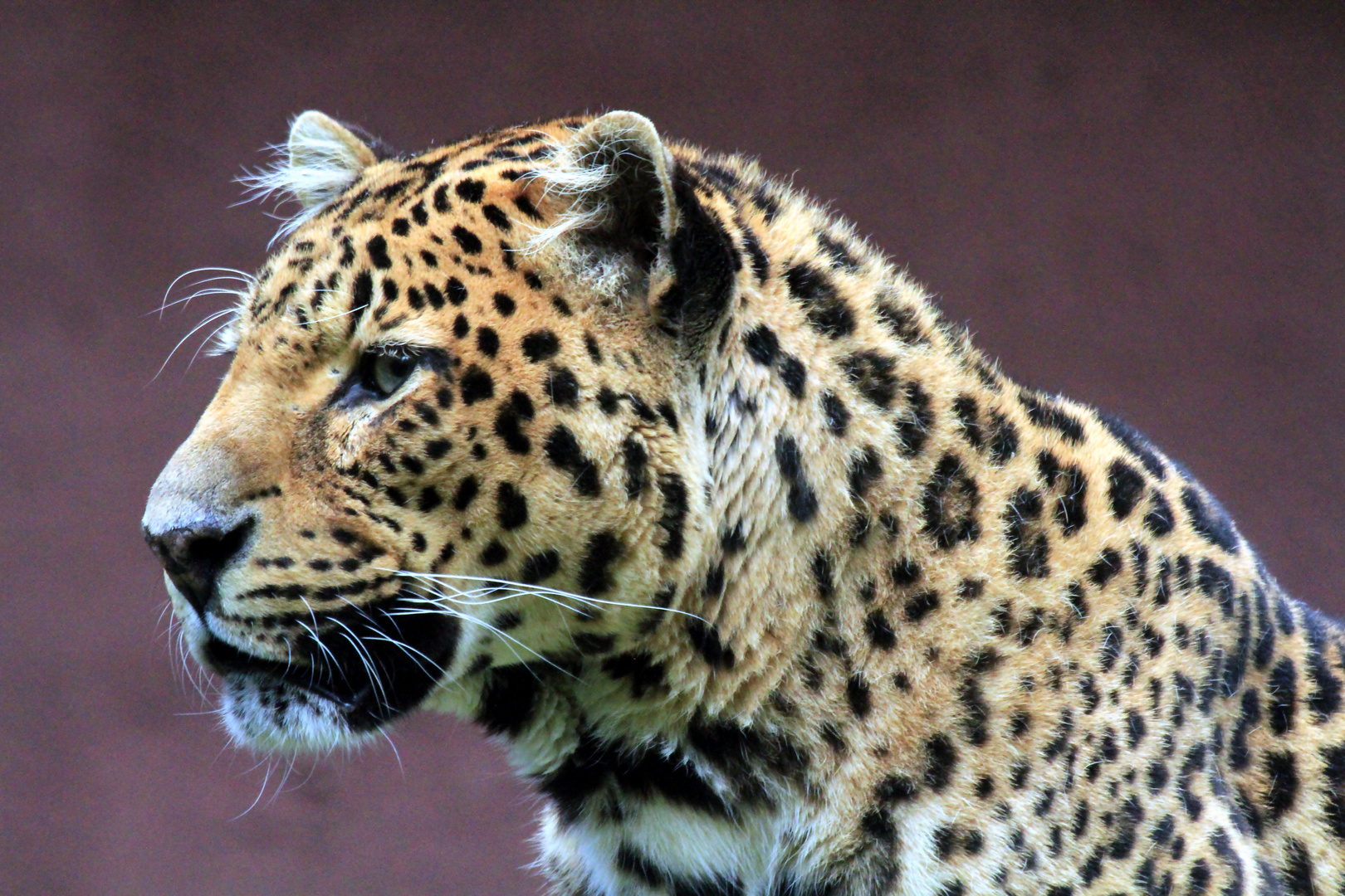Leoparden Portrait