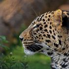 Leoparden Profil