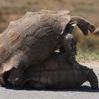 Leoparden Schildkröte - Paarung