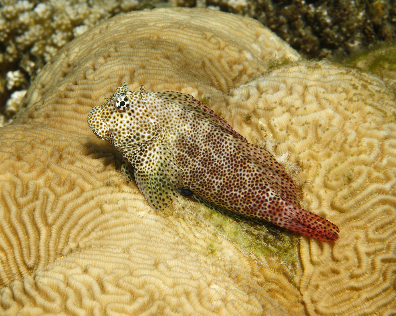 Leoparden-Schleimfisch