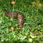 ...Leoparden Schnecke 2...