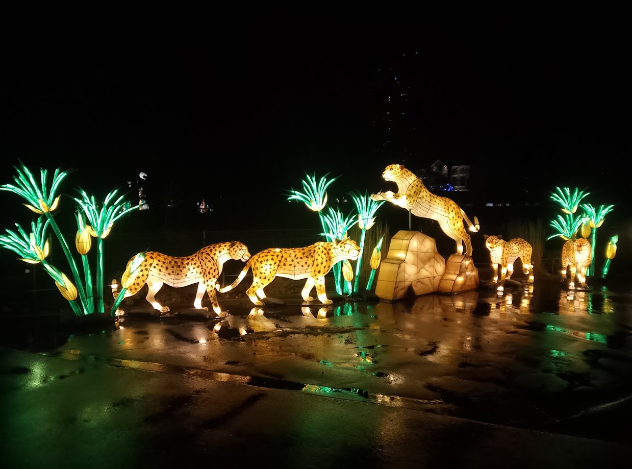 Leoparden spiegeln sich im Regenglanz