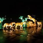 Leoparden spiegeln sich im Regenglanz