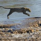Leoparden Sprung