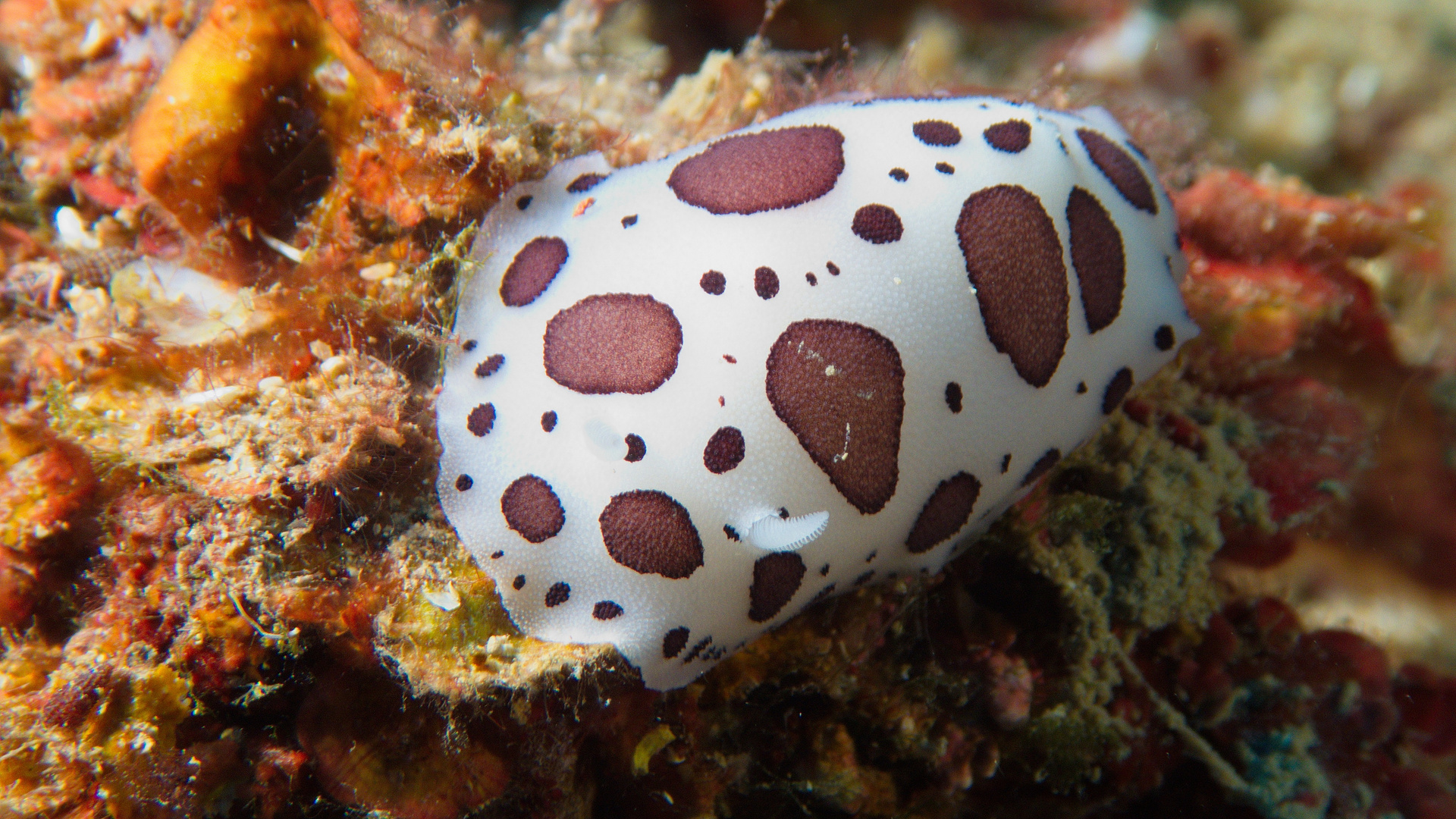 Leoparden Sternschnecke