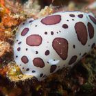 Leoparden Sternschnecke