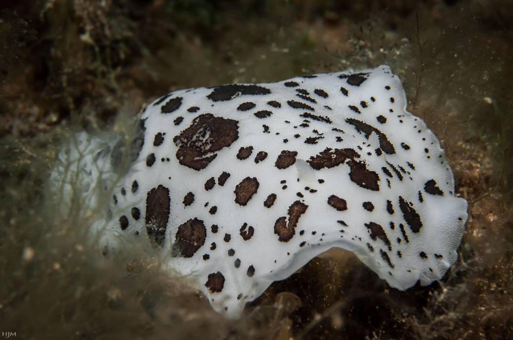 Leoparden-Sternschnecke