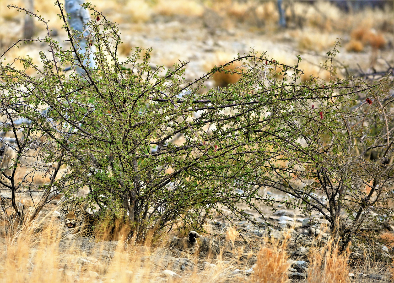 Leoparden Suchspiel