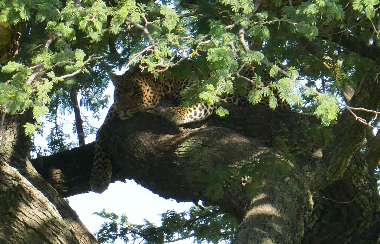 ...Leoparden Versteck...