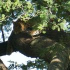 ...Leoparden Versteck...