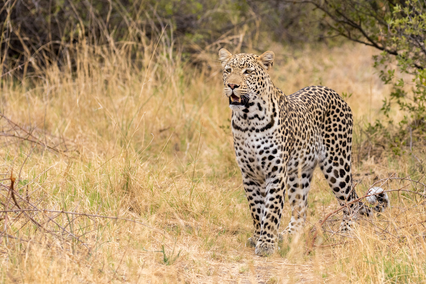 Leoparden Weibchen