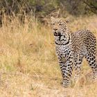 Leoparden Weibchen