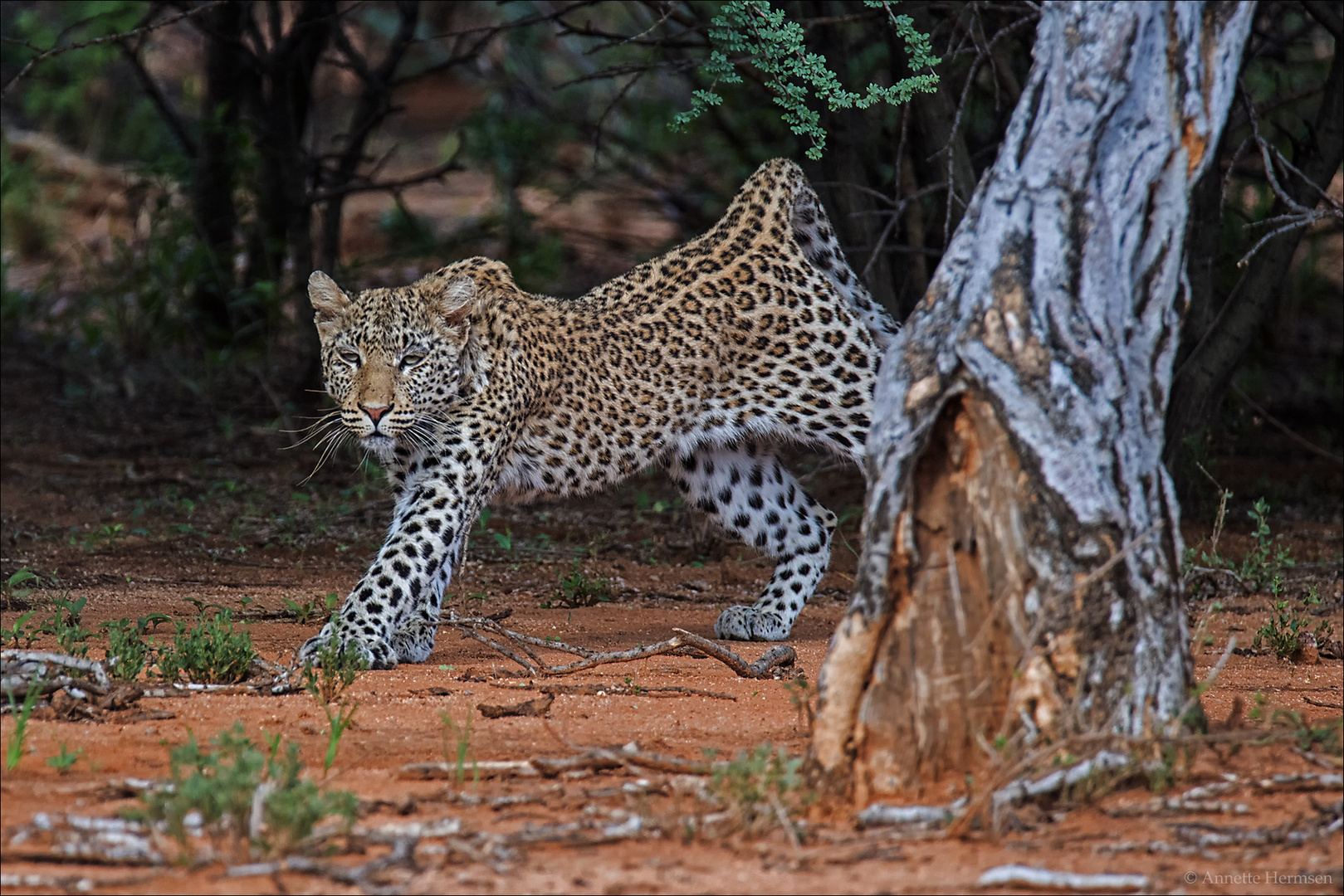 Leoparden Yoga