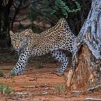 Leoparden Yoga