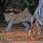 Leoparden Yoga