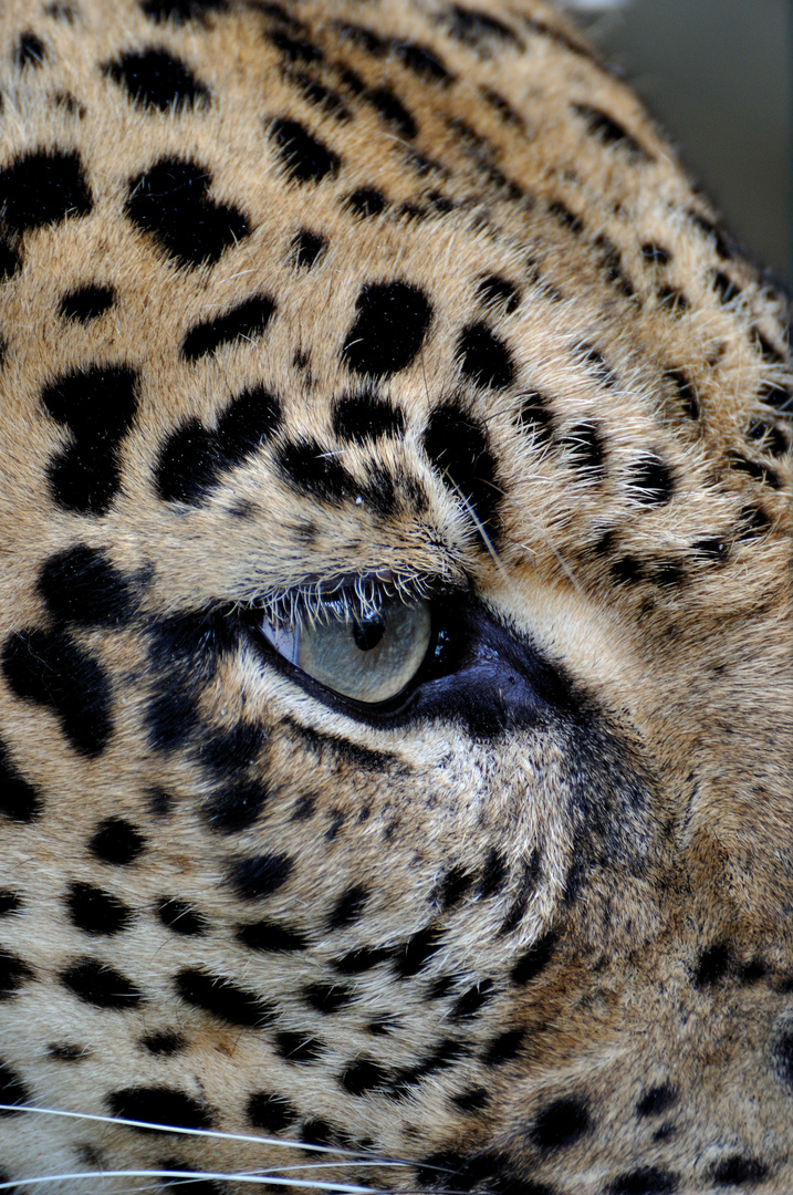 Leopardenauge