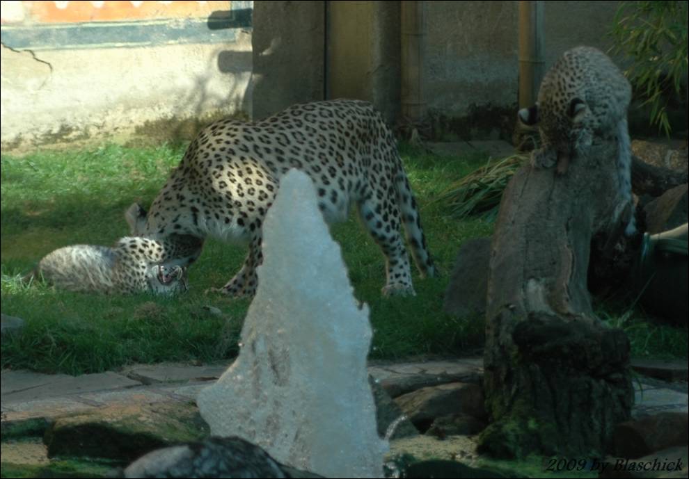 Leopardenbabies