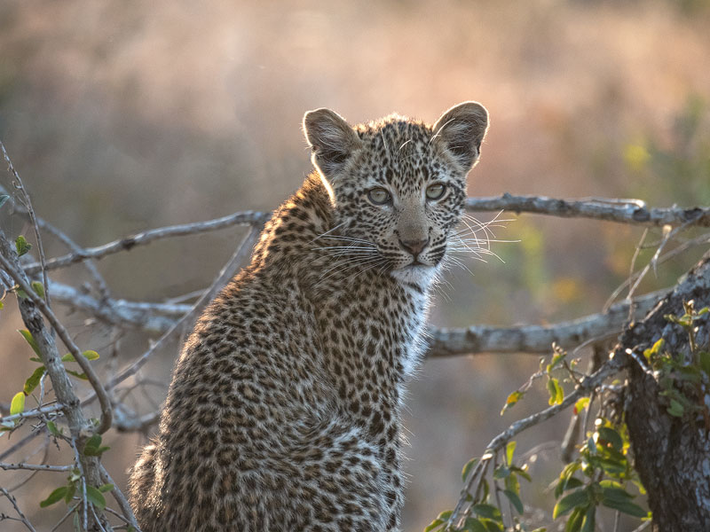 Leopardenbaby