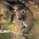 Leopardenbaby