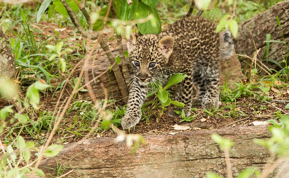 Leopardenbaby