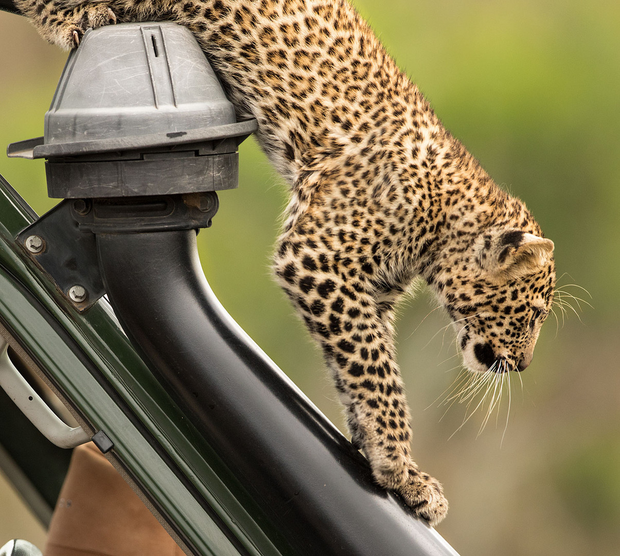 Leopardenbaby auf dem Dach