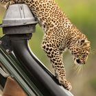 Leopardenbaby auf dem Dach