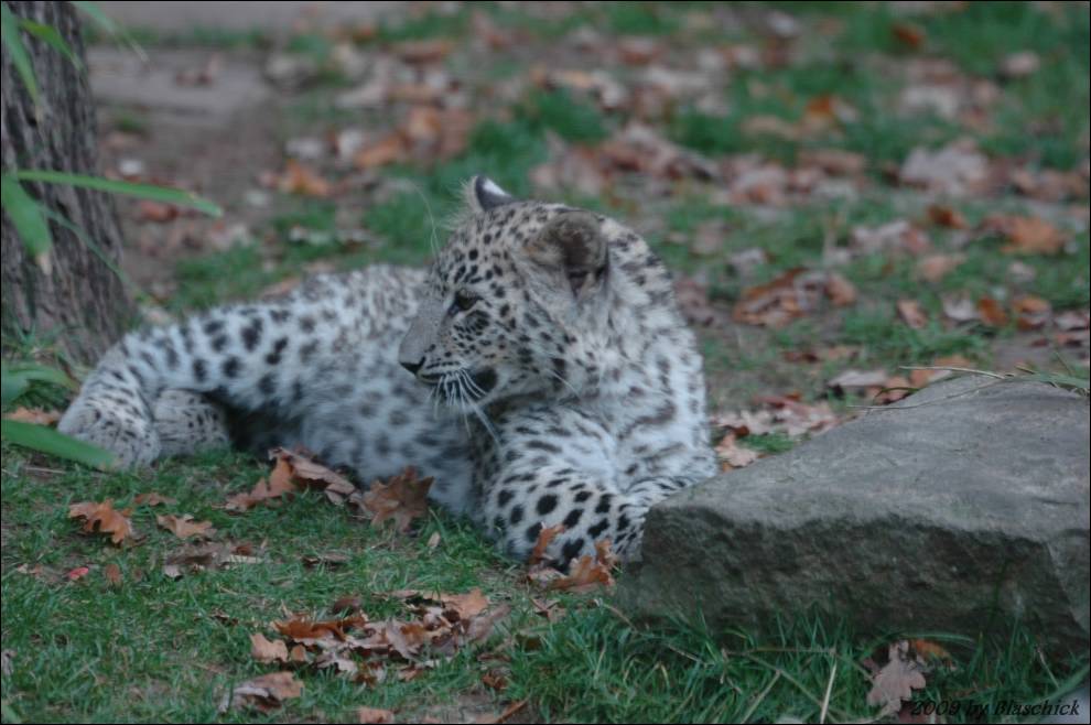 Leopardenbaby