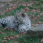 Leopardenbaby