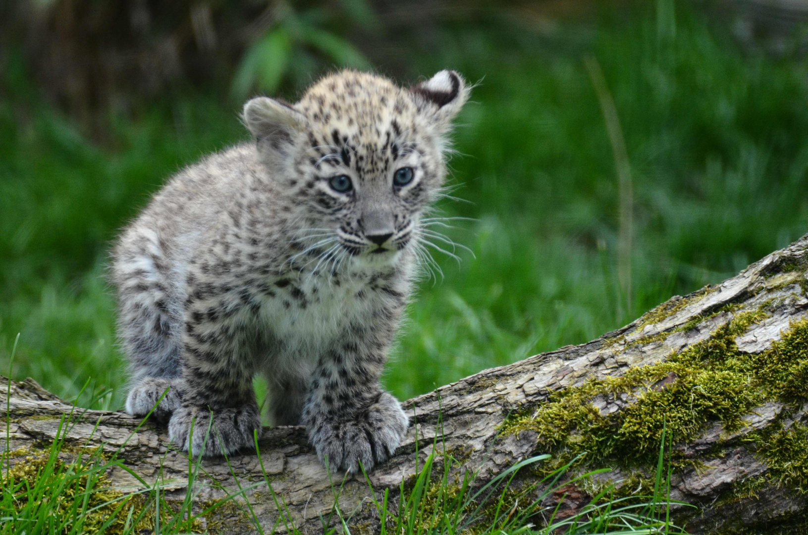 Leopardenbaby Foto & Bild | tiere, zoo, wildpark & falknerei