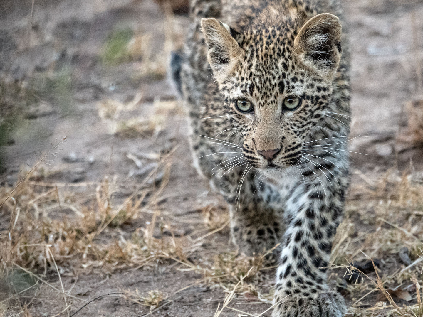 Leopardenbaby close up