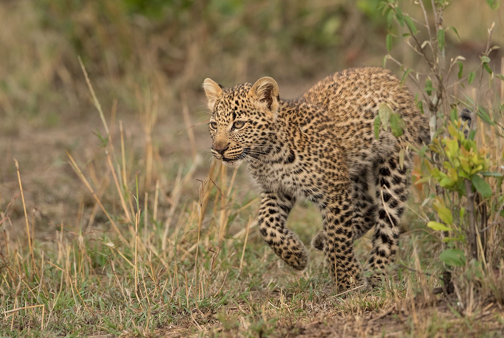 Leopardenbaby