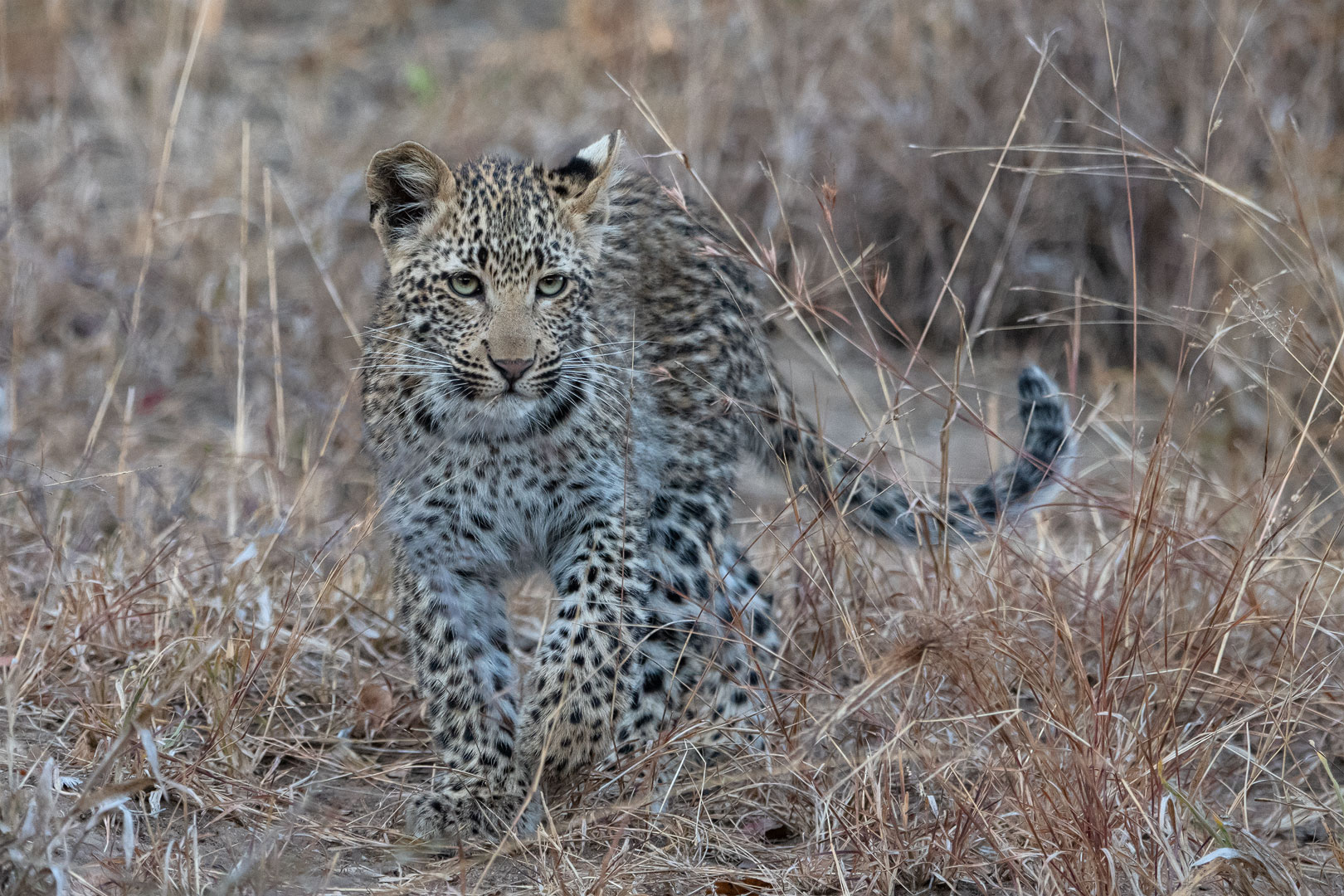 Leopardenbaby mit ernstem Blick