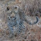 Leopardenbaby mit ernstem Blick