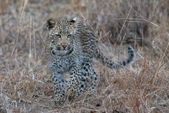 Leopardenbaby mit ernstem Blick